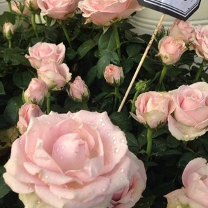 日本做受❌❌高潮999
